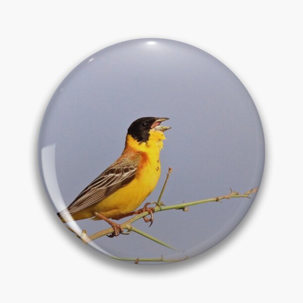 Item preview, black-headed bunting designed and sold by nicky-petkov.