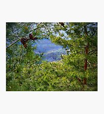 The blossoming pine on Christmas Photographic Print