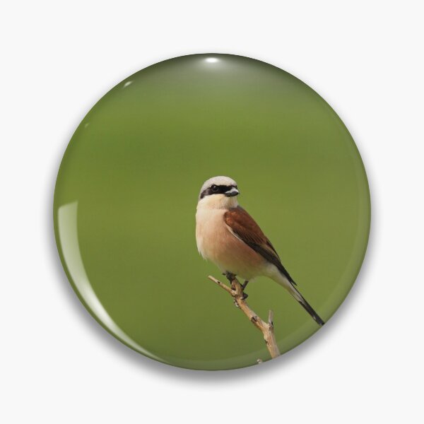 Item preview, Red-backed Shrike designed and sold by nicky-petkov.