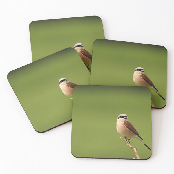 Item preview, Red-backed Shrike designed and sold by nicky-petkov.