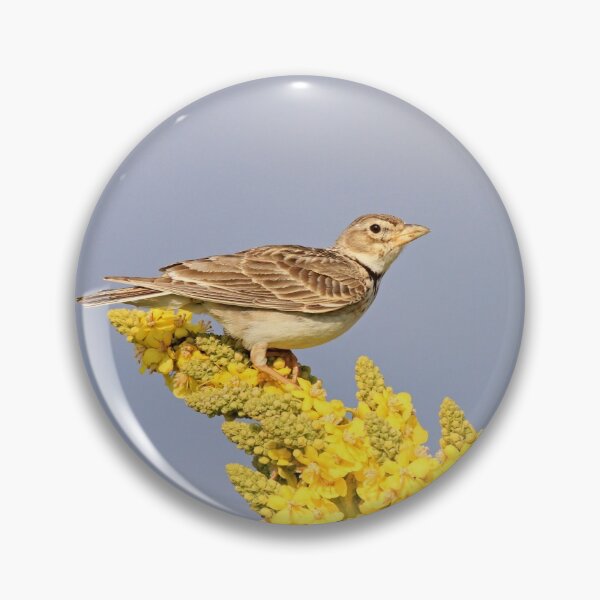 Item preview, Calandra Lark designed and sold by nicky-petkov.