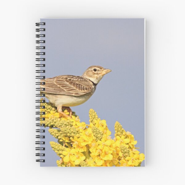 Item preview, Calandra Lark designed and sold by nicky-petkov.