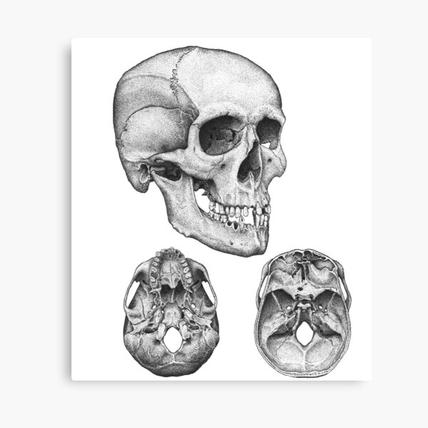 Human Skull Wall Art for Sale