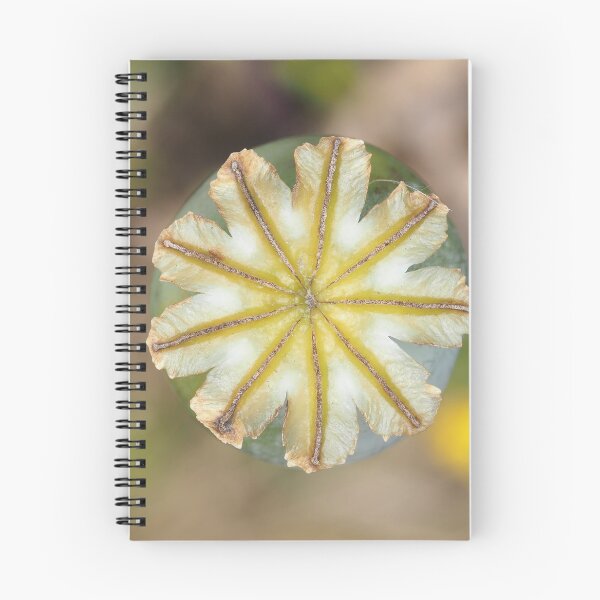 Item preview, Poppy seed pod, view from above designed and sold by SDym Photography.