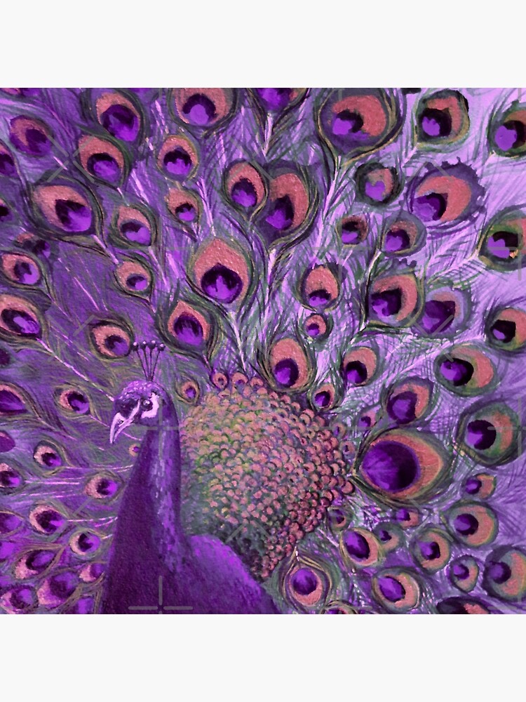 Purple Peacock Full Glory by nicolamorgan