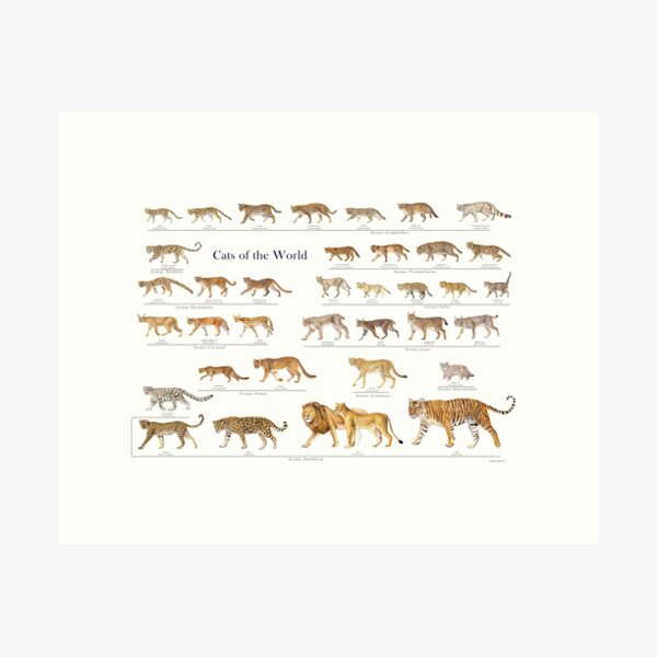 Item preview, Cats of the World  designed and sold by scienceart.
