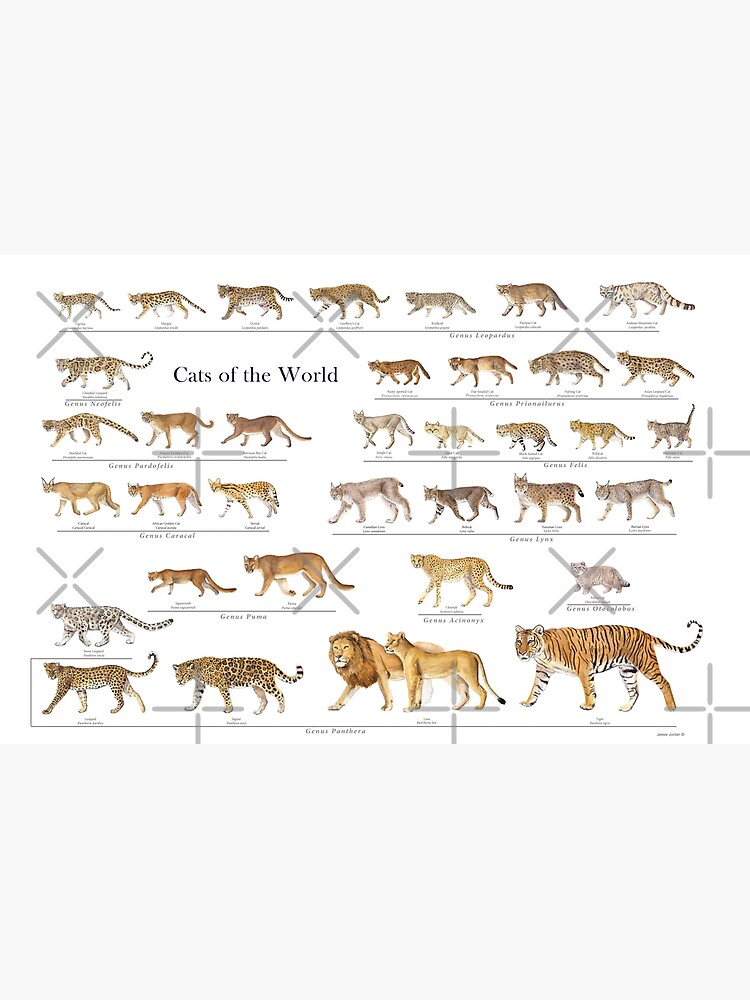 Cats of the World 