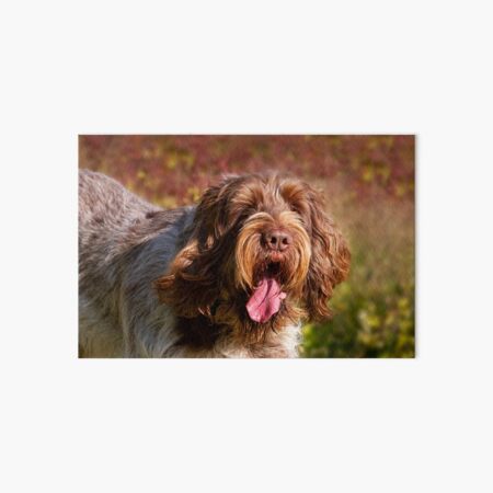 Wild Marjoram meadow Spinone Art Board Print