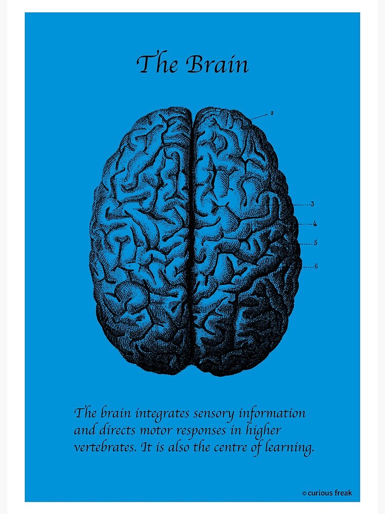 Human Brain: facts and information