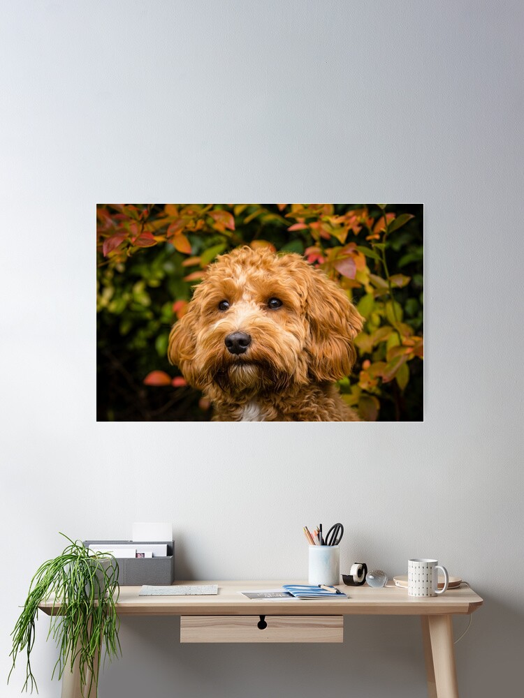 Thumbnail 1 of 3, Poster, Cavapoo in the fall designed and sold by AYatesPhoto.