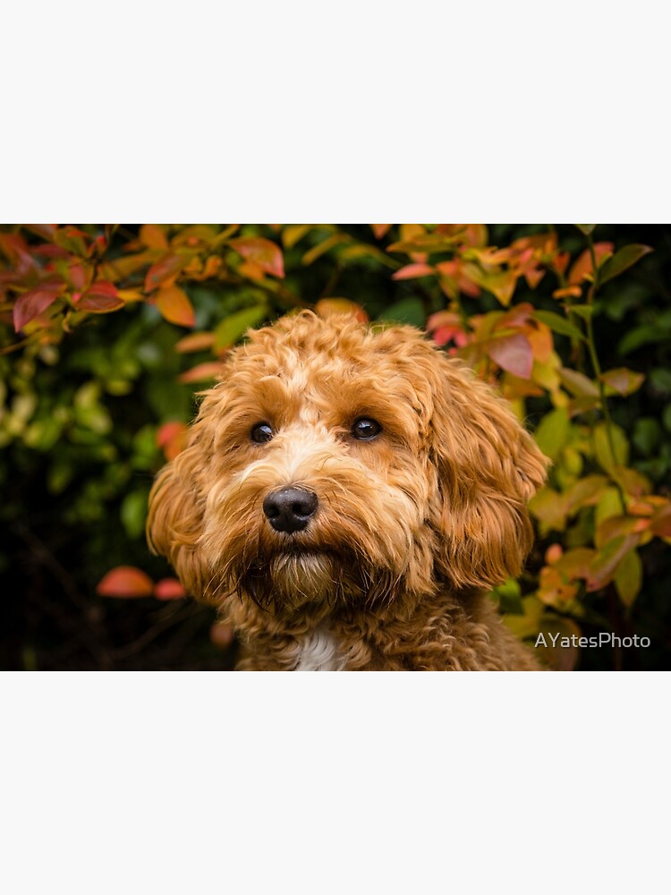Artwork view, Cavapoo in the fall designed and sold by AYatesPhoto