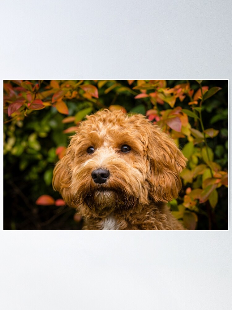 Thumbnail 2 of 3, Poster, Cavapoo in the fall designed and sold by AYatesPhoto.