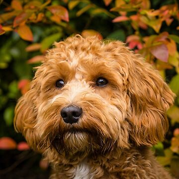Artwork thumbnail, Cavapoo in the fall by AYatesPhoto