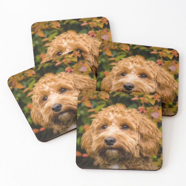 Item preview, Cavapoo in the fall designed and sold by AYatesPhoto.