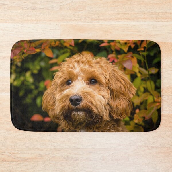 Item preview, Cavapoo in the fall designed and sold by AYatesPhoto.