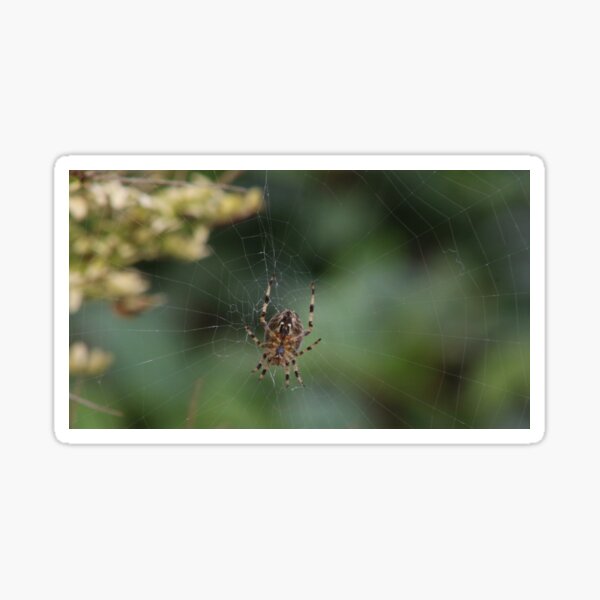 Spiders Web Sticker