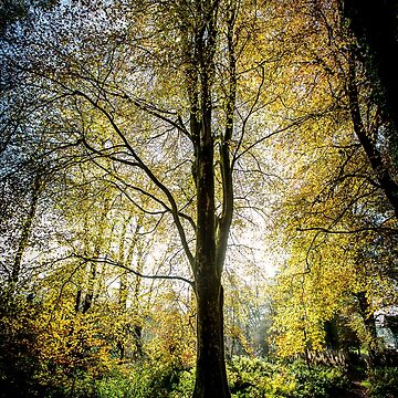 Artwork thumbnail, Solitree by Dave Currie