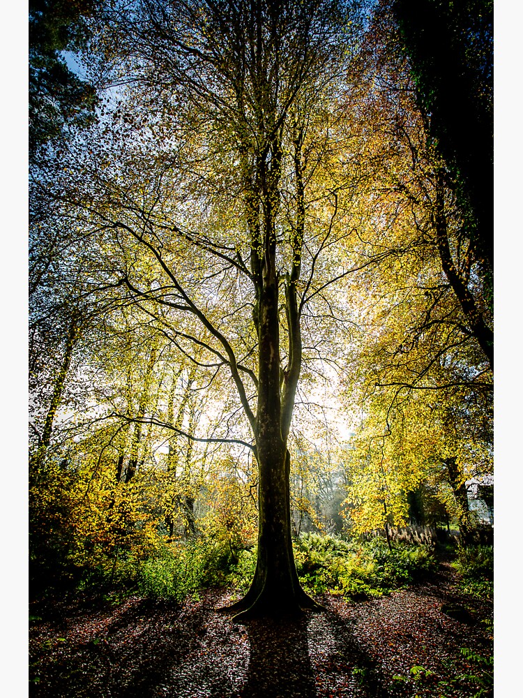 Thumbnail 3 of 3, Sticker, Solitree designed and sold by davecurrie.