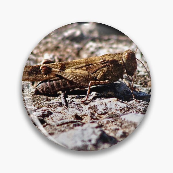 Artikelvorschau, Grasshopper Insect Bug Animal entworfen und verkauft von worldways.