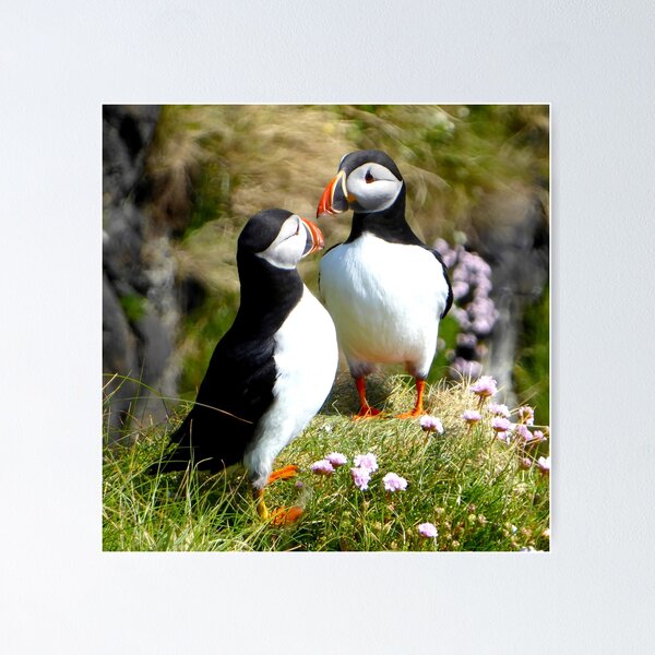 Item preview, Staffa Puffins designed and sold by Dave Currie.