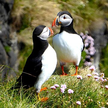 Artwork thumbnail, Staffa Puffins by Dave Currie