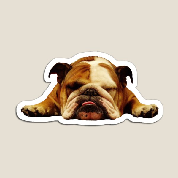 English Bulldog - Lazy Beast Magnet