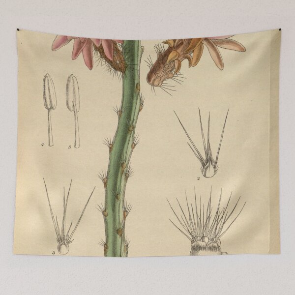 Item preview, Cereus tunilla 144 8779 designed and sold by EsotericBotanic.