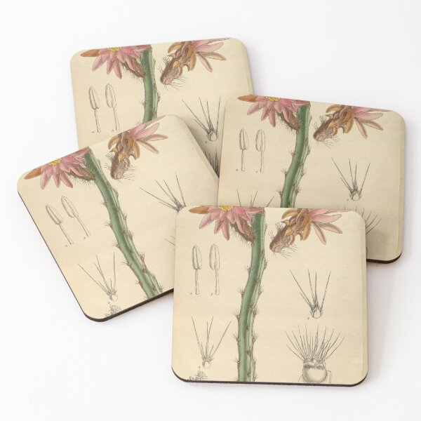 Item preview, Cereus tunilla 144 8779 designed and sold by EsotericBotanic.