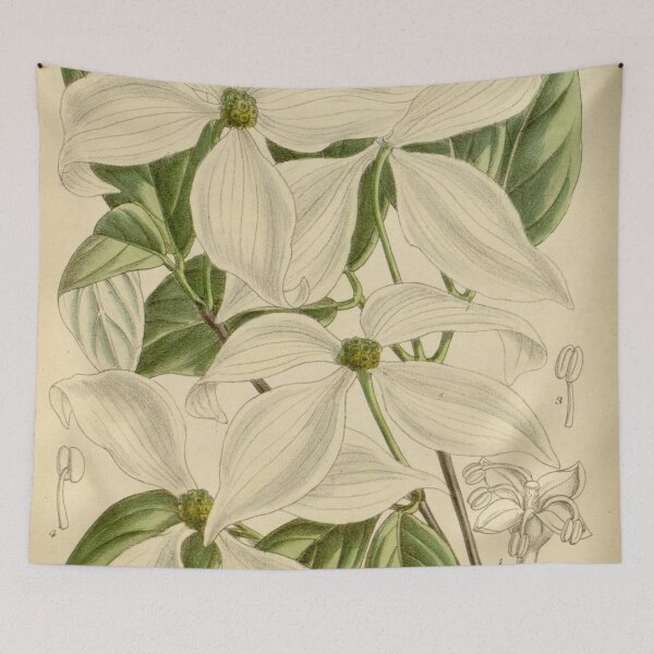 Item preview, Cornus kousa 146 8833 designed and sold by EsotericBotanic.