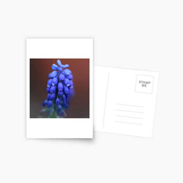 Grape Hyacinth Postcard