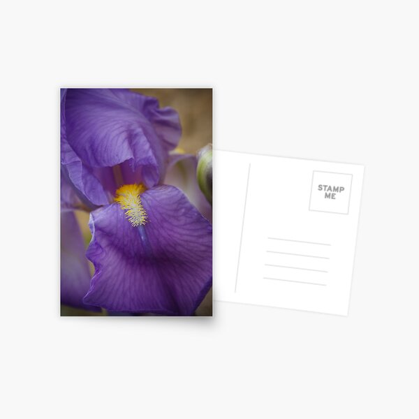 Iris flower close up Postcard