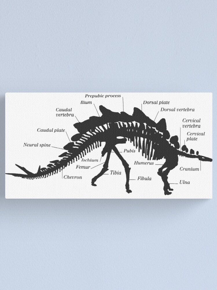 Dinosaurs Skulls Puzzle  Paleontology Learning Game