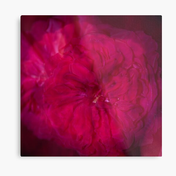 Red Rose Metal Print
