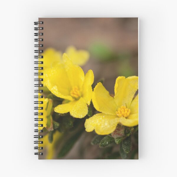 Item preview,  Erect Guinea Flower  (Hibbertia riparia) designed and sold by Cheryl Ribeiro.