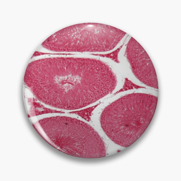 Item preview, Microscope photo of a section through cells of rabbit testicles designed and sold by Zosimus.
