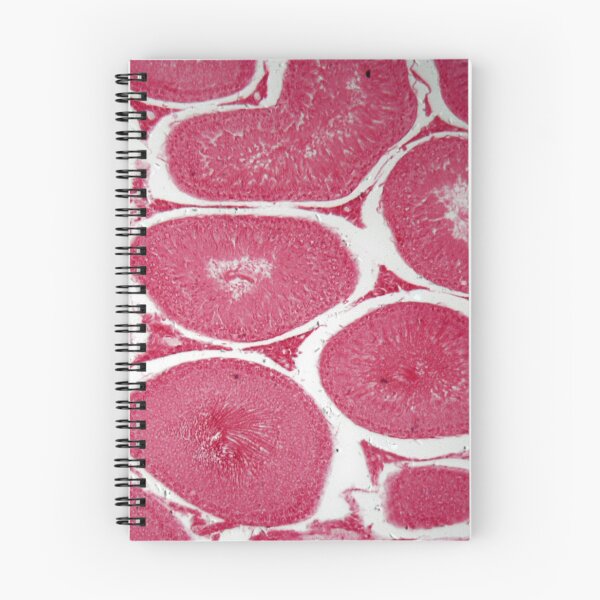 Item preview, Microscope photo of a section through cells of rabbit testicles designed and sold by Zosimus.