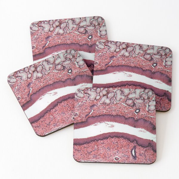 Item preview, Microscope photo of a section through esophagus cells of a dog. designed and sold by Zosimus.