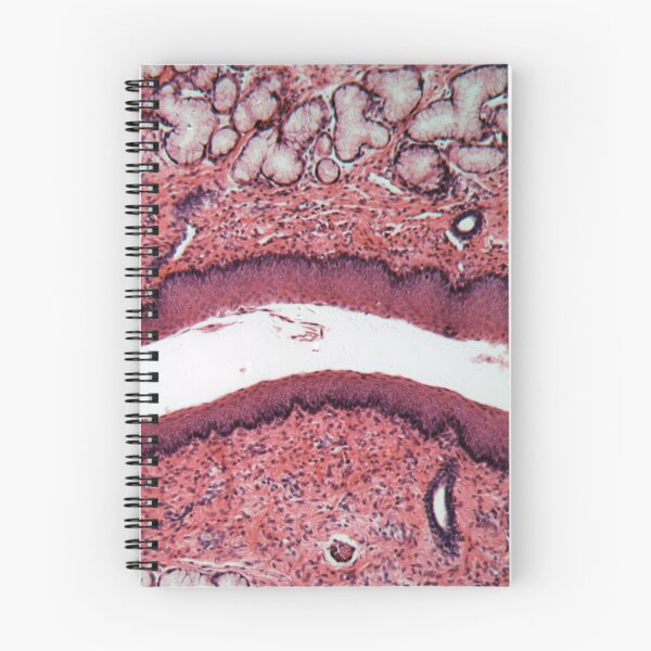 Item preview, Microscope photo of a section through esophagus cells of a dog. designed and sold by Zosimus.