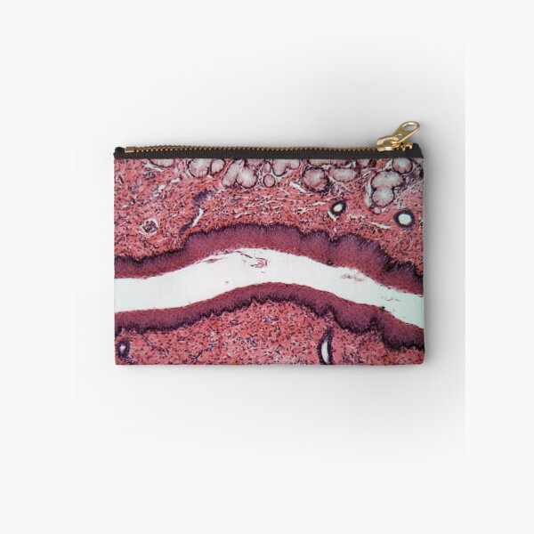 Item preview, Microscope photo of a section through esophagus cells of a dog. designed and sold by Zosimus.