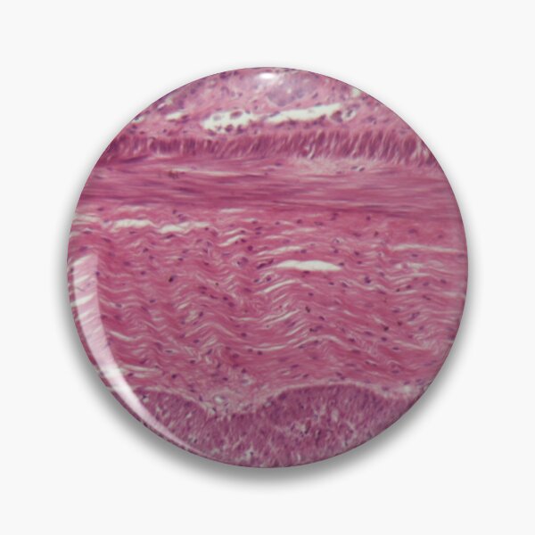 Item preview, Microscope photo of dog smooth muscle cells designed and sold by Zosimus.