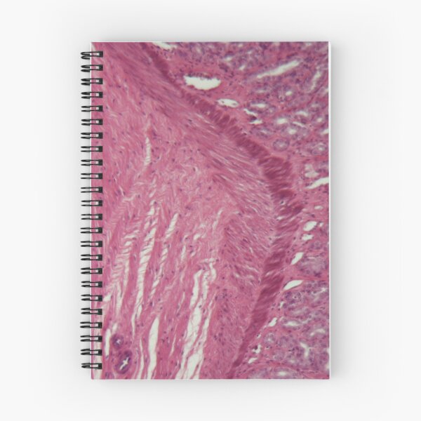 Item preview, Microscope photo of a section through dog smooth muscle cells designed and sold by Zosimus.