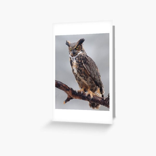 Great Horned Owl Greeting Card