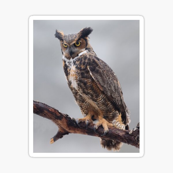 Great Horned Owl Sticker