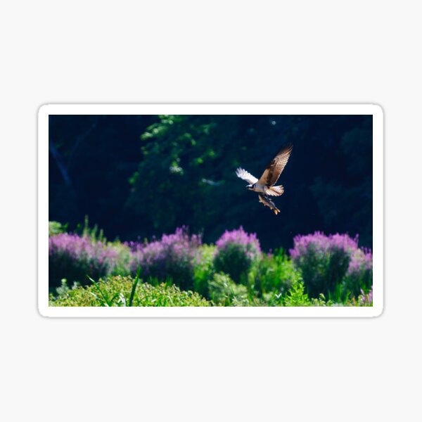 Osprey fishing Sticker