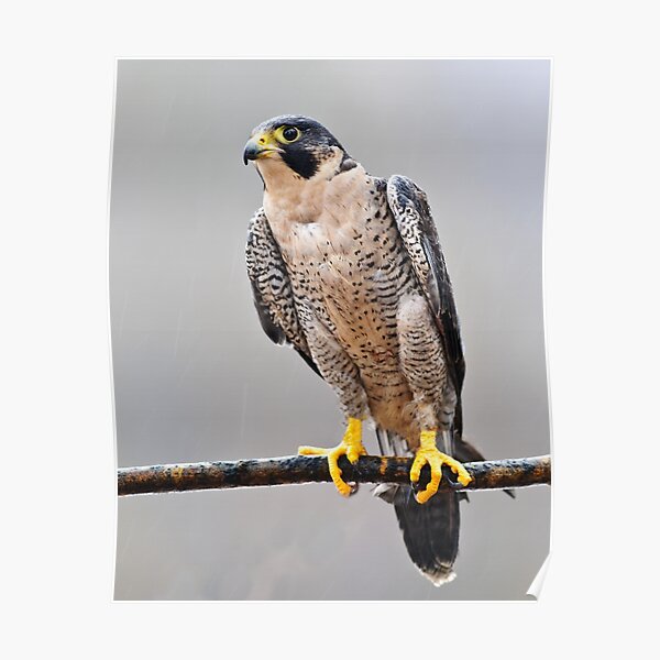 Peregrine Falcon Poster