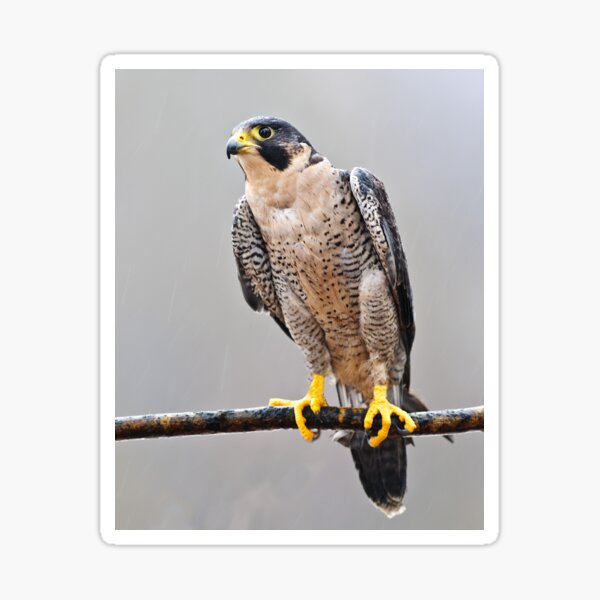 Peregrine Falcon Sticker