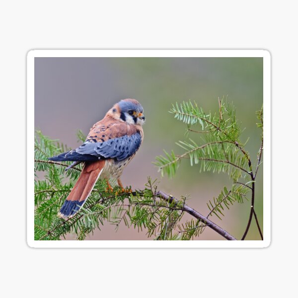 American Kestrel Sticker