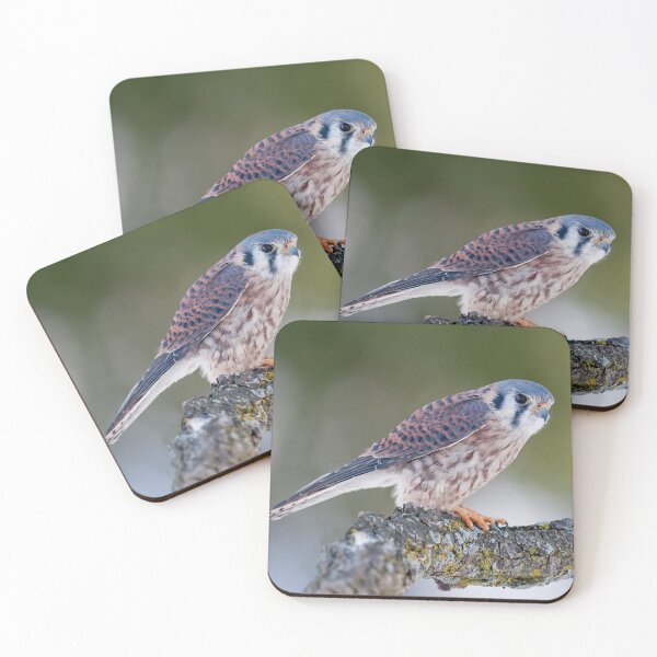 Item preview, American Kestrel designed and sold by Cycroft.