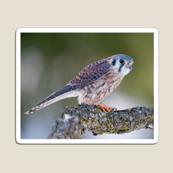 American Kestrel Magnet