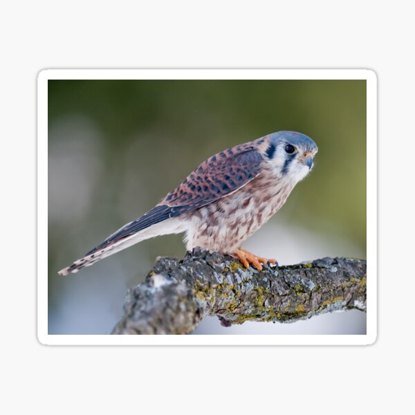 American Kestrel Sticker